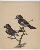 KT 2009 028-006
<br/>
Twee Vlaamse gaaien
<br/>
<em>Trigt, Stephanus Hendrik Willem van (1790-1840)</em>